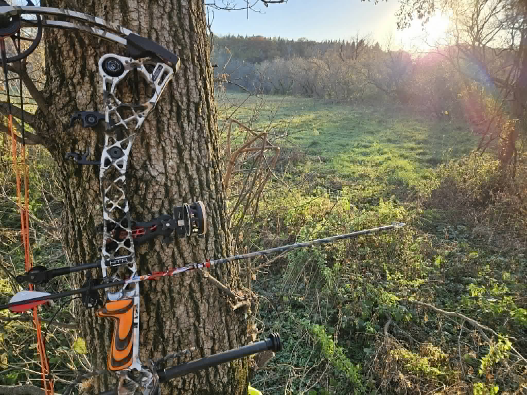 Bow resting in a tree near an outdoor range